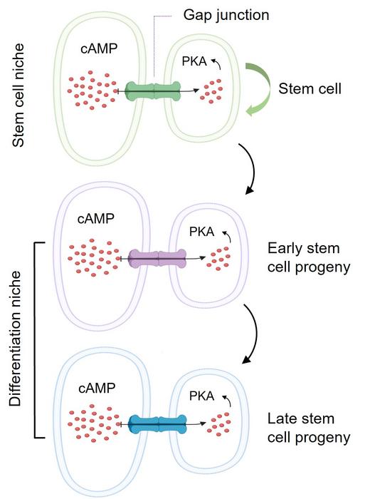 這個模型顯示幹細胞微環境如何利用其與幹細胞之間的蛋白通道「間隙連接」（Gap junction），把幹細胞微環境內的cAMP傳送到幹細胞及其子代細胞，以控制其分化為各種功能性細胞