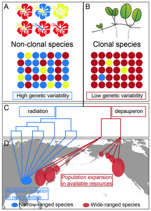 Simplified schematic of the ecological and evolutionary effects associated with the shifts in reproductive strategies of plant lineages.