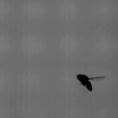Fruit Fly in Flight (2 of 2)