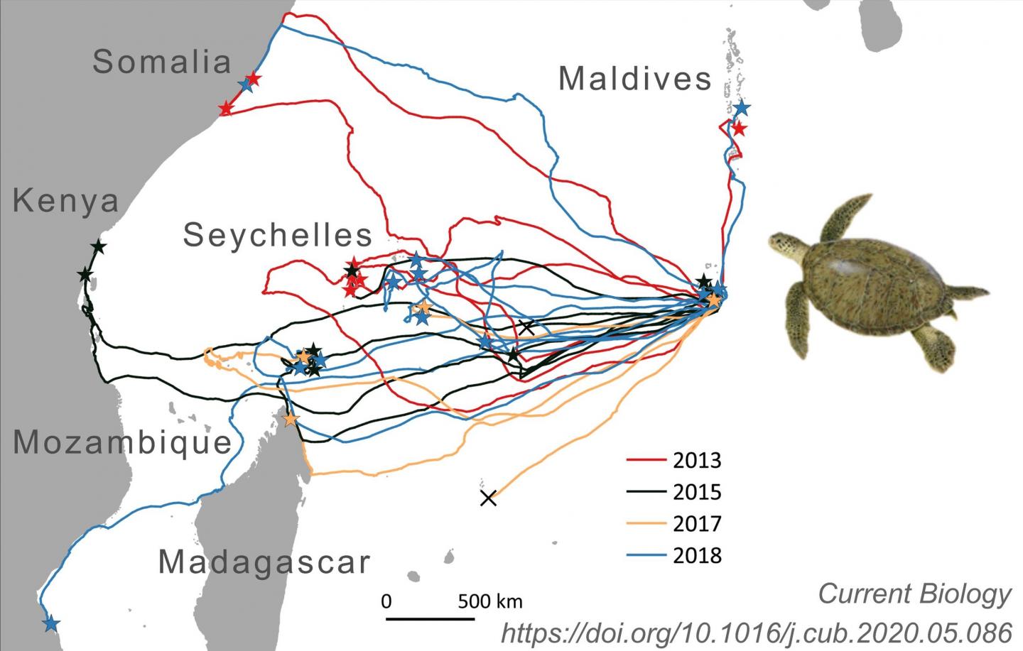 An Image of the Turtle Tracks