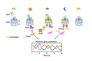 Rhythmic gene expression