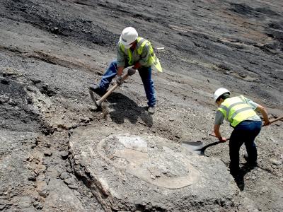 Cerrejon Turtle Excavation