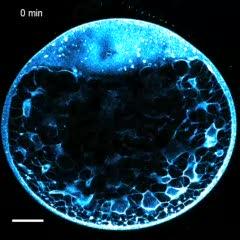 Watching the Zebrafish Cells Divide (2 of 17)