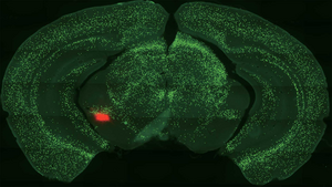 Mouse Central Amygdala