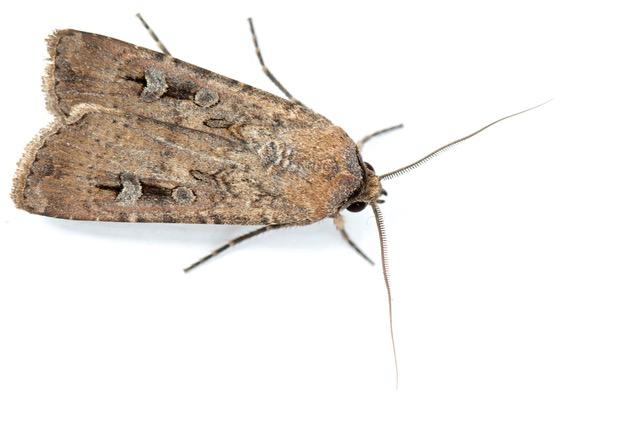 Bogong Moth