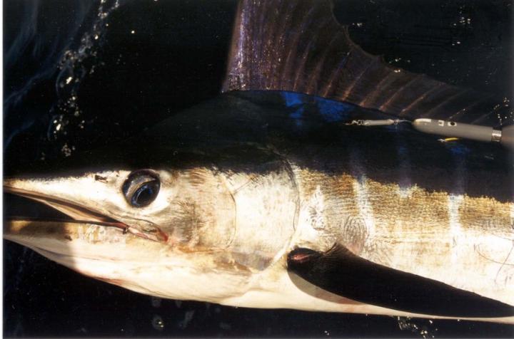 A Striped Marlin Carrying A Popup Satellite Archival Tag