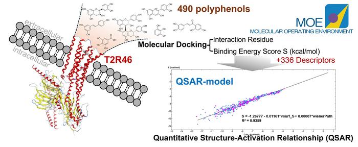 Visualizing polyphenol docking to gut receptor T2R46