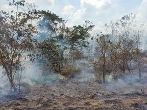 Wildfires in old-growth Amazon forest areas rose 152% in 2023, study shows