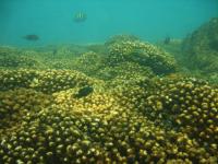 Las Perlas Archipelago Coral Reef