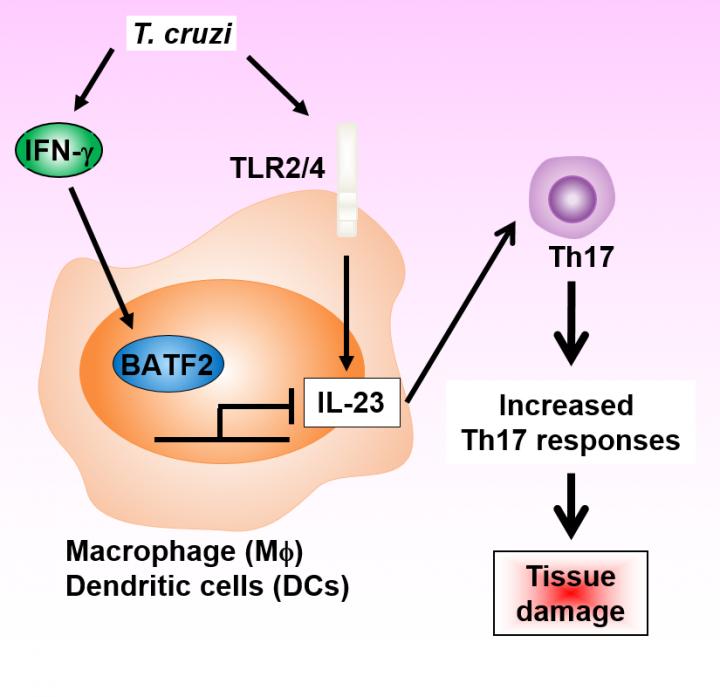 Figure 2: Regulation of Th17 Responses by BATF2 During <em>T. cruzi</em> Infection