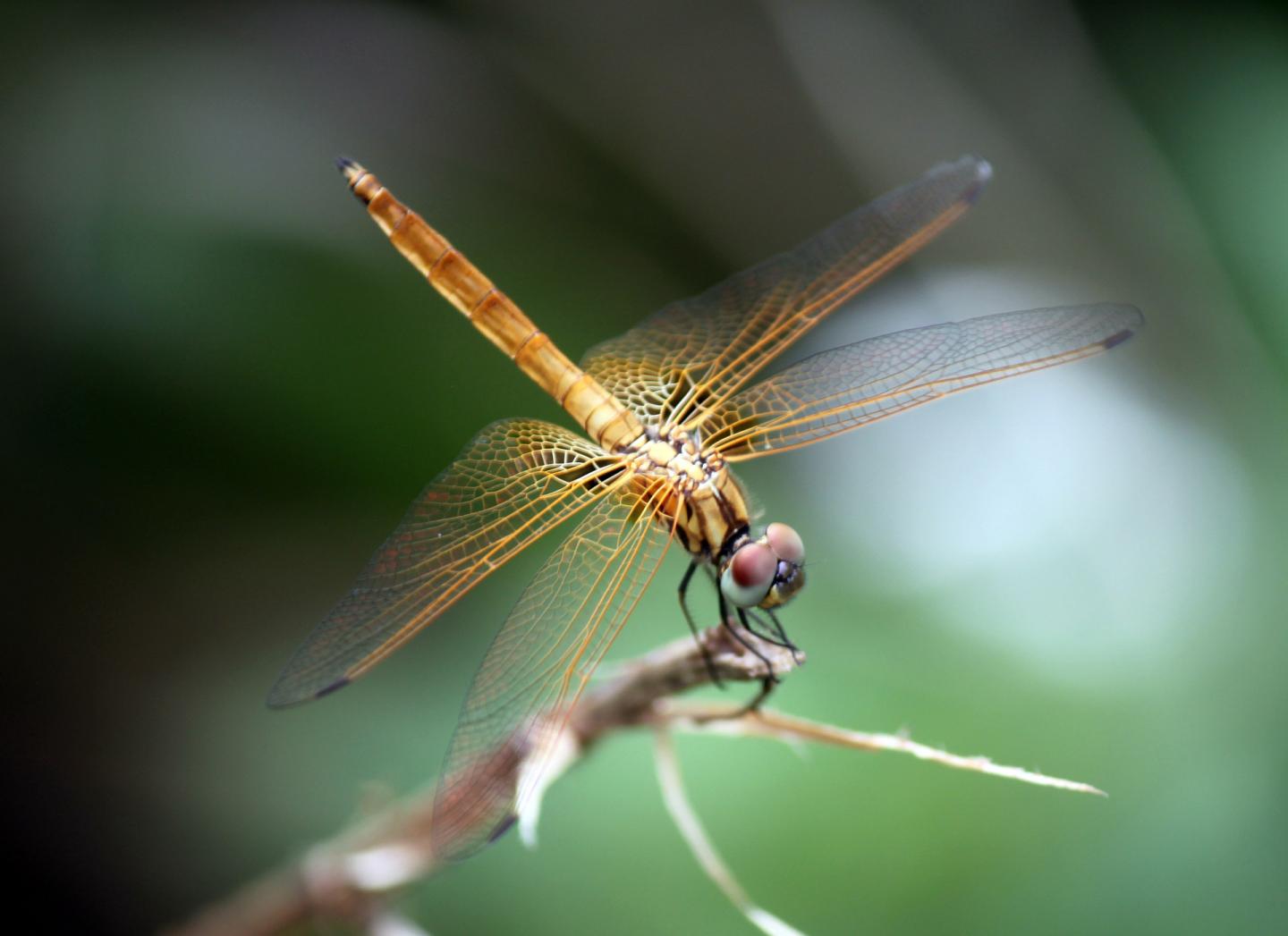 Dragonfly