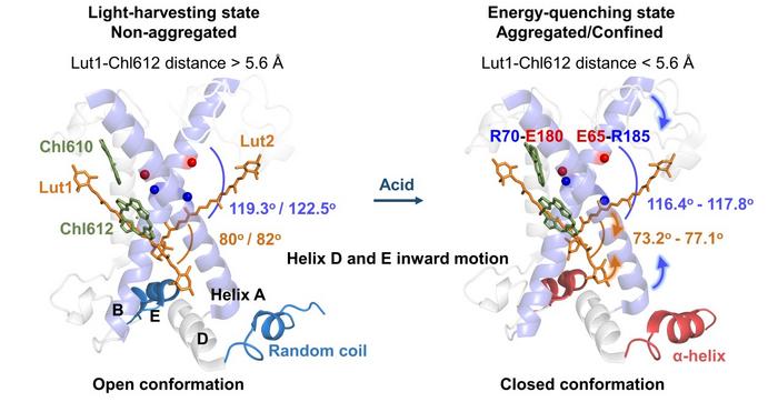 Molecular mechanism of NPQ and acidity-induced changes in some key structural factors drive the LHCII trimer to switch between light-harvesting and energy-quenching states