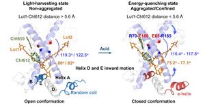 Molecular mechanism of NPQ and acidity-induced changes in some key structural factors drive the LHCII trimer to switch between light-harvesting and energy-quenching states