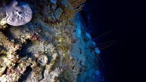 Coral bleaching in the Central Indian Ocean