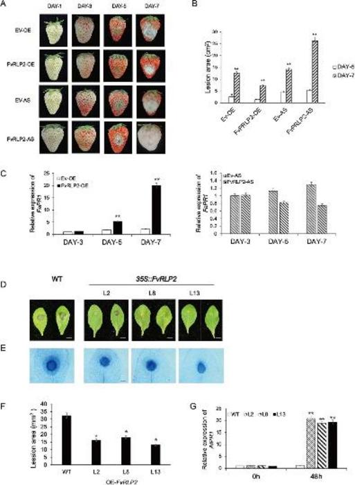 Phenotype produced by transient overexpression or silencing of FvRLP2 in strawberry fruits and Arabidopsis plants.