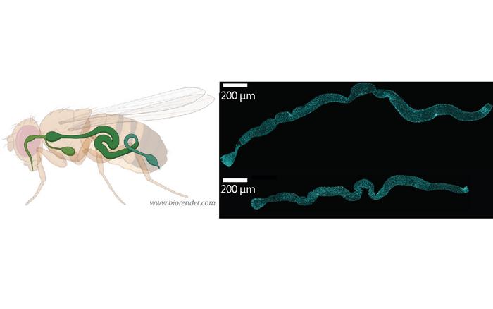 Gastrointestinal tract of the model organism fruit fly (Drosophila melanogaster)