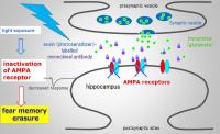 Figure 2 Optical Inactivation of AMPA Receptors