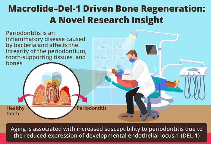 Aging, bone regeneration, and periodontal disease