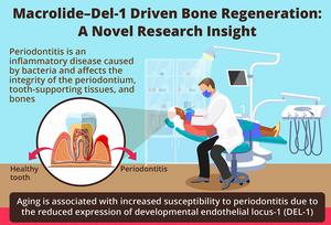 Novel macrolide–DEL-1 axis drives bone regene - Vimarsana News