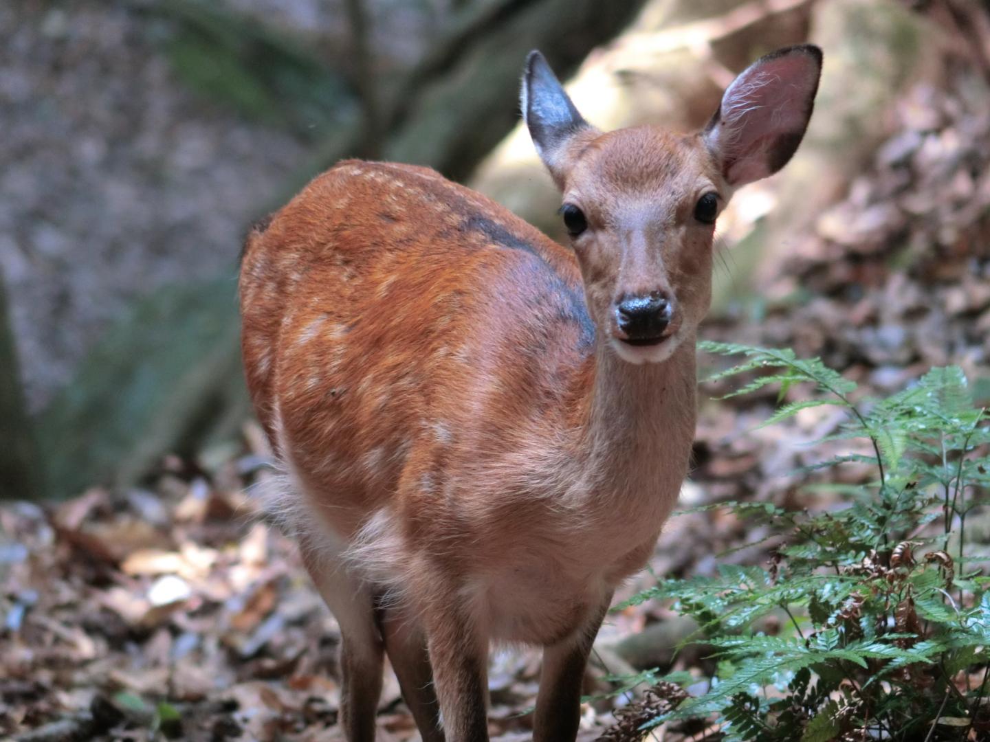 A Female <em>Yakushika</em> Deer