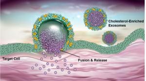 Cholesterol-enriched exosomes merged with the cell surface