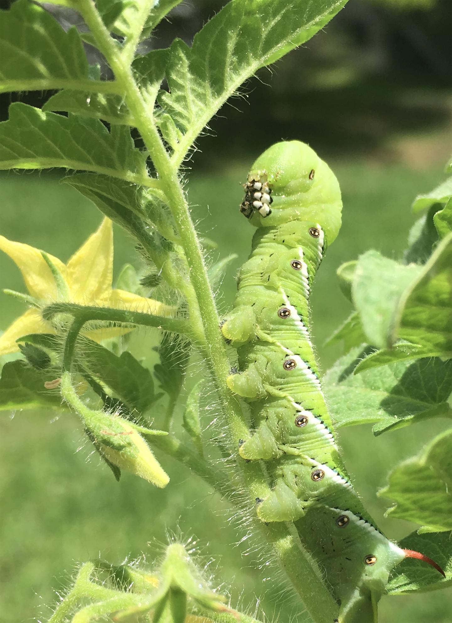 Tobacco hornworm (Manducta sexta) feeding on the cultivated tomato Solanum lycopersicum.