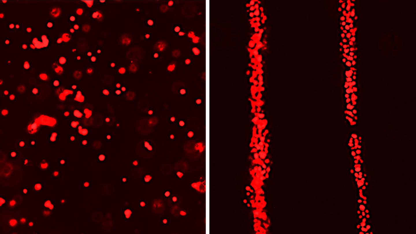 Using Ultrasound to Align Cells in Biofabricated Tissues