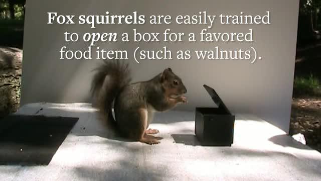 Study Reveals 'Tell-Tail' Signs of Frustration in Fox Squirrels
