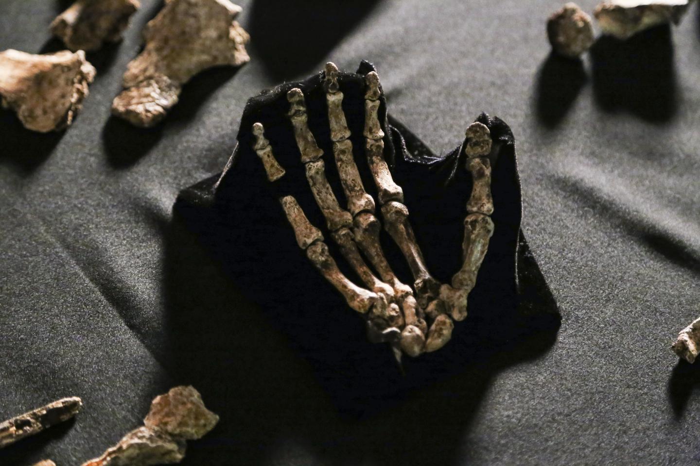 <I>Homo naledi</I>