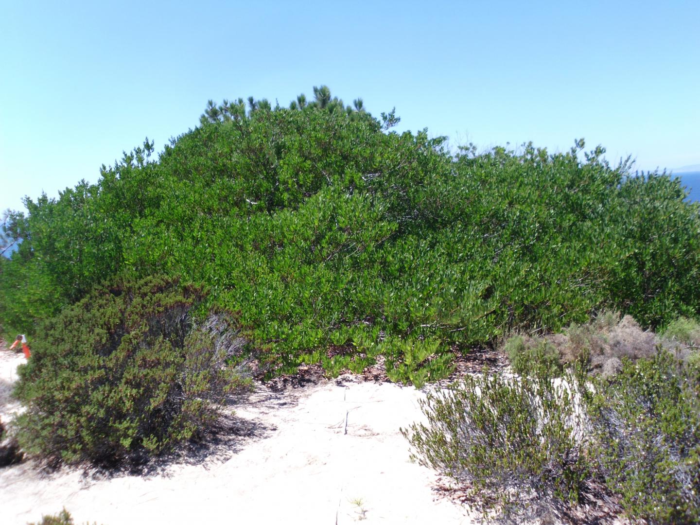 <i>Acacia longifolia</i>