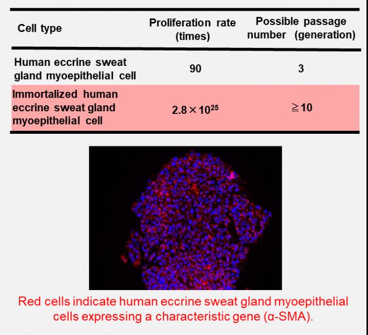 Myoepithelial (iEM) Cells