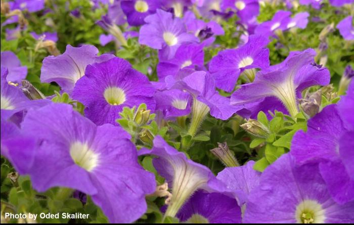 Petunias