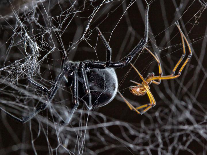 Black Widow Spider Courtship Behavior