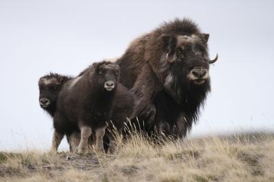 Dramatic Biological Responses to Global Warming in the Arctic (3 of 3)