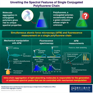 Unveiling the Spectral Features of Single Conjugated Polyfluorene Chain