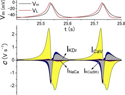 Properties of Successive Action Potentials