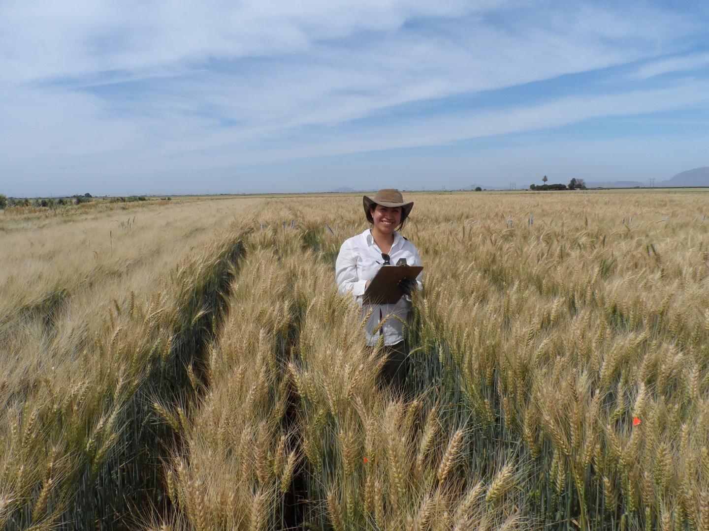 Dr Viridiana Silva Perez in a Wheat Field in Mexico