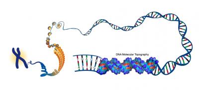 DNA Molecular Typography