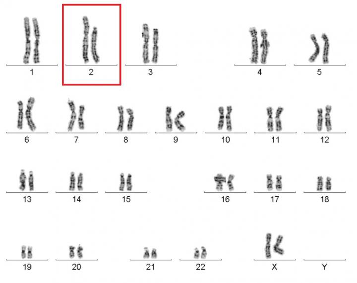 46 Chromosomes of the Cured WHIM Syndrome Patient