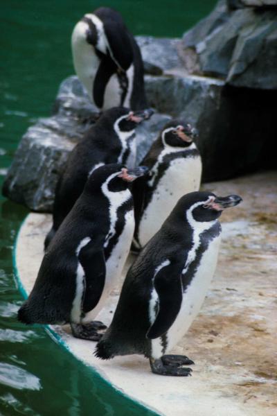 Humboldt Penguins