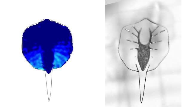 The Debut of a Robotic Stingray, Powered by Light-Activated Rat Cells (13 of 18)