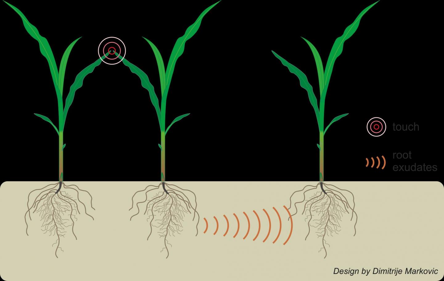 Plants Can Use Underground Com [IMAGE] EurekAlert! Science News Releases