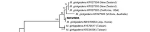 The phylogenetic tree