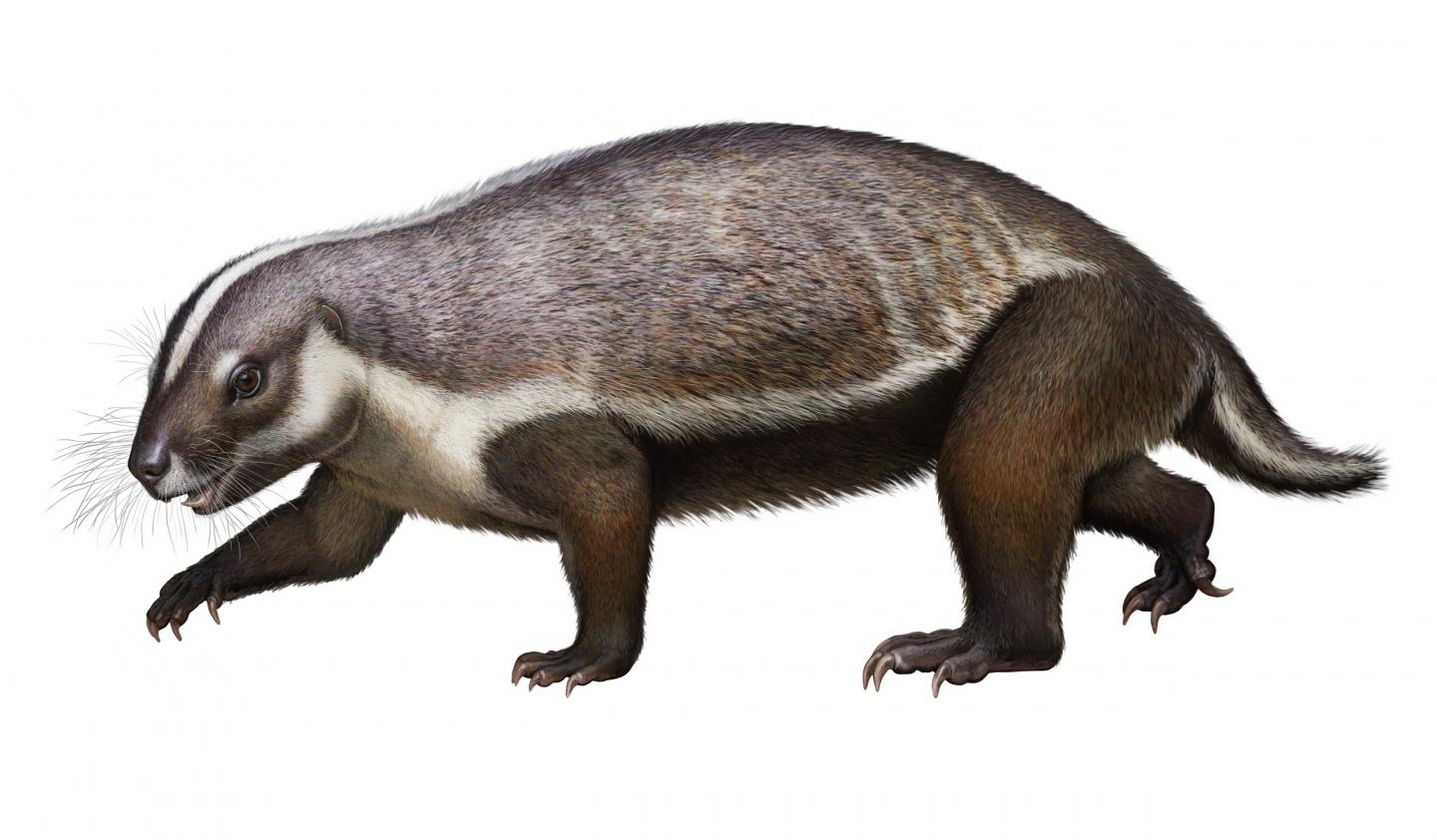 earliest mammals