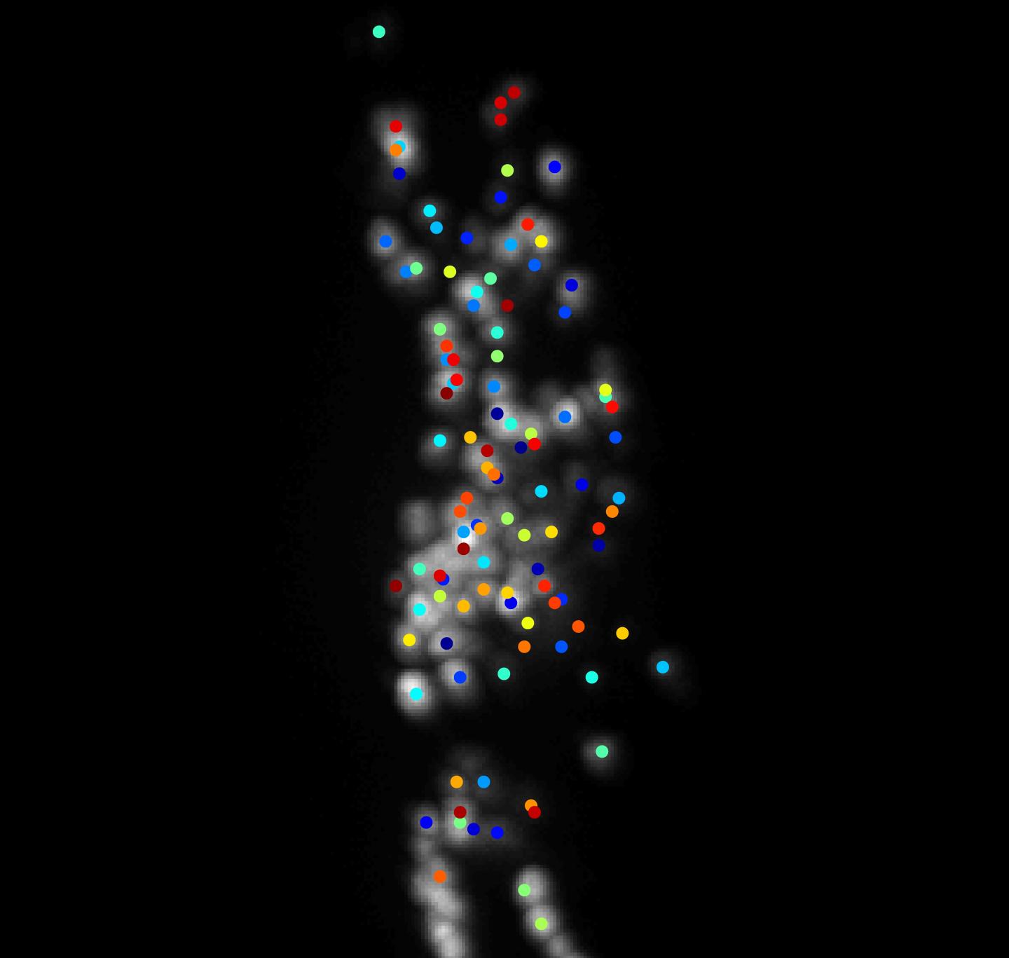 New Algorithm Tracks Neurons in Bendy Brain of Freely Crawling Worm