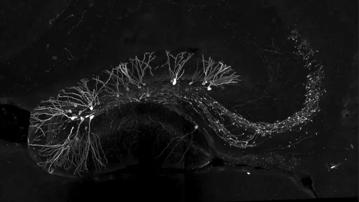 Light-stimulated newly-formed neurons in the hippocampus