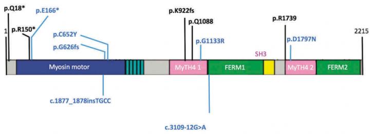 USH1 Protein of the MIO7A Gene and Identified Mutations