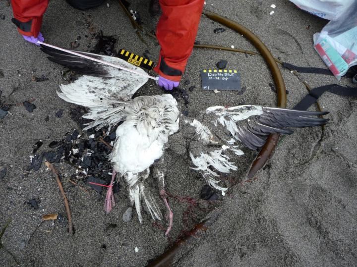 Measuring Snow Goose
