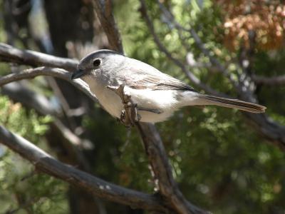 Grey Vireo