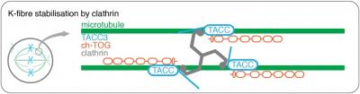 Diagram of Team of Proteins